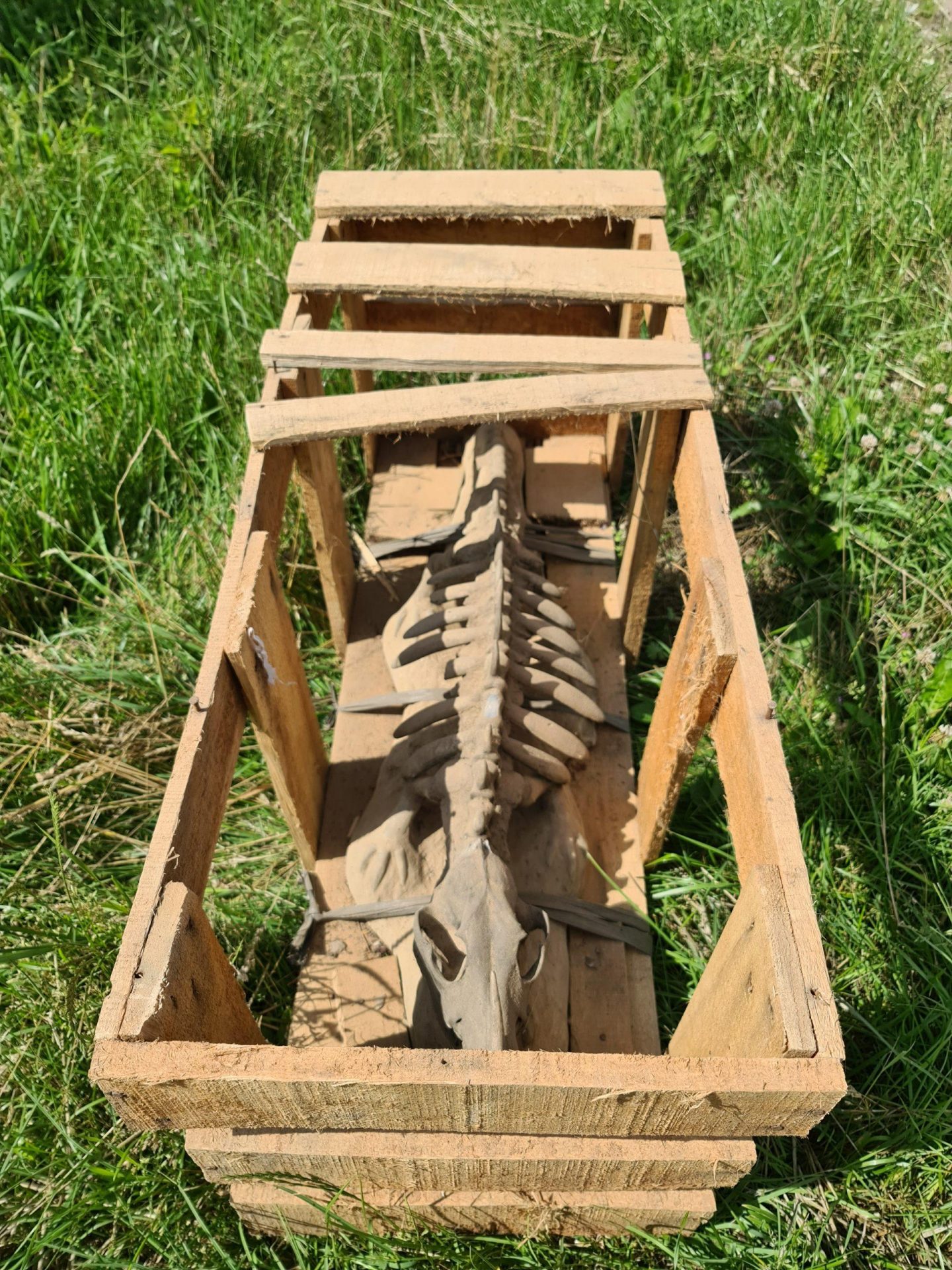Skelet dier in een houten kist